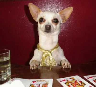 IspitOnYourGrave - Los chce ze mną grać w pokera laj laj laj ;^)
#gownowpis #plujenaw...