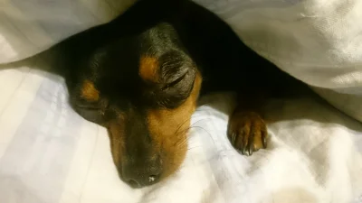 Quarrel - Śpiący pchlarz

#psy #pokazpsa