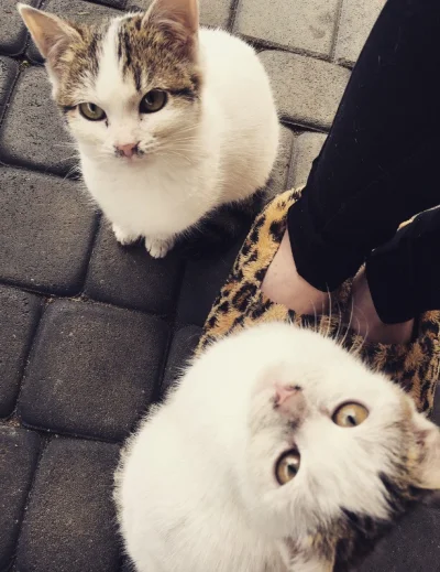 qnEj_ - No proszę, wpuść nas do domu. (｡◕‿‿◕｡) #koteły #koty #twins
