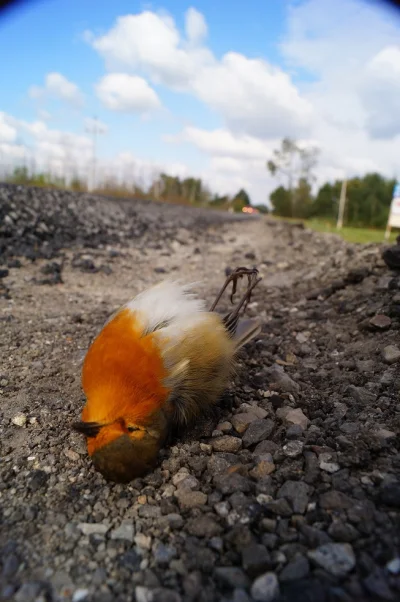 degrengolada4444 - @drugiekonto @sorasill Też robię zdjęcie, gdy trafię na martwego p...