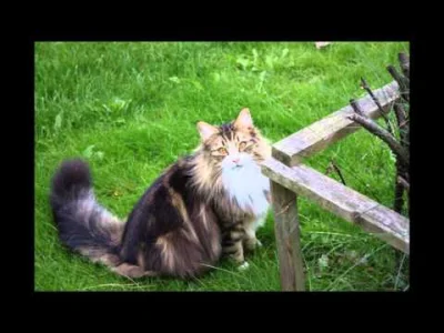 l-da - norweski kot leśny
#zwierzęta #koty #natura #miau #mrau #przyroda #zdjęcia #f...