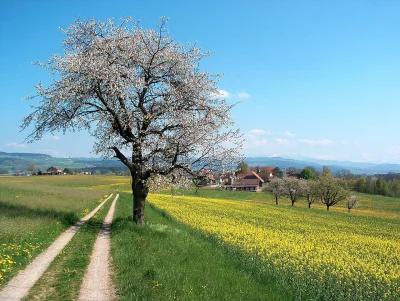 A.....o - Pierwszy dzień wiosny obchodzony jest w dniu równonocy wiosennej, który naj...