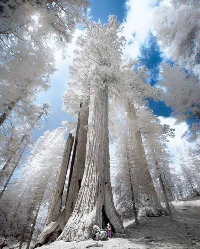 Castellano - Park Narodowy Sequoia i człowiek u dołu dla porównania. Kalifornia
Zdję...