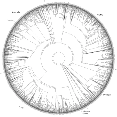 DrKittens - Drzewo życia w wysokiej rozdzielczości 

#biologia #taksonomia #filogenet...