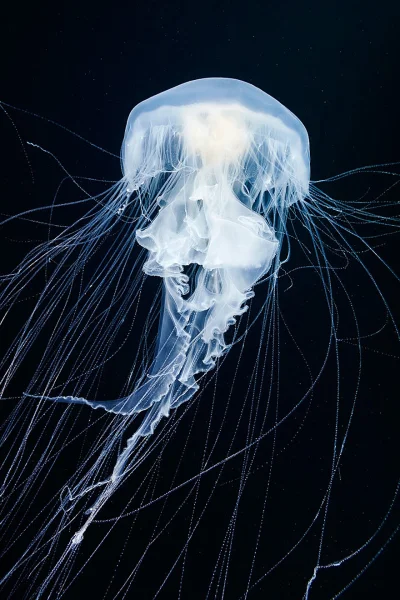 Niedowiarek - Niesamowita galeria zdjęć meduz (fot. Aleksander Semenow)



#fotografi...