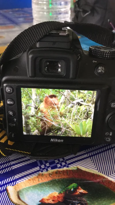 zbigniew-wu - Mirki, jestem właśnie na Borneo i trafiłem do Parku Narodowego Bako, gd...