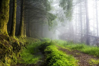 a.....1 - Spruce Forest - Szkocja. Po prostu uwielbiam takie miejsca zasnute mgłą. Na...