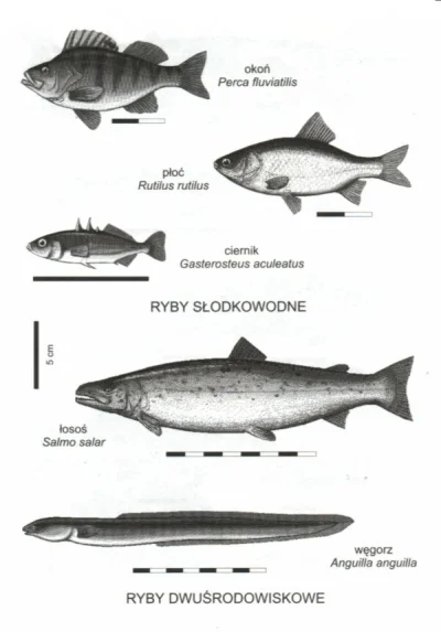 p.....2 - przykładowe porównanie długości ryb
#baltyk #ryby #fanatycywedkarstwa #wed...