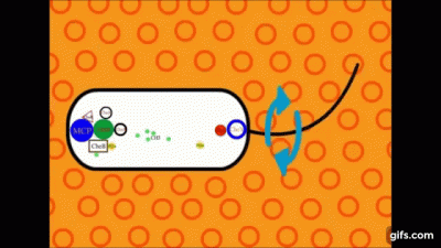 bioslawek - Chemotaksja - Regulacja pracy silnika bakteryjnego

Mechanizmy molekula...