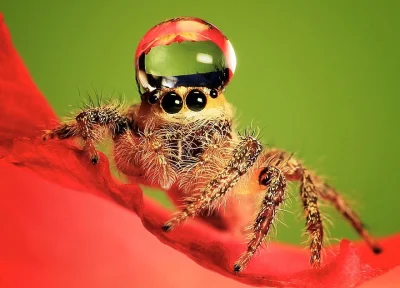 L.....u - Oto tzw. „Junping spider wearing water droplet as a hat”

Czyż nie jest uro...