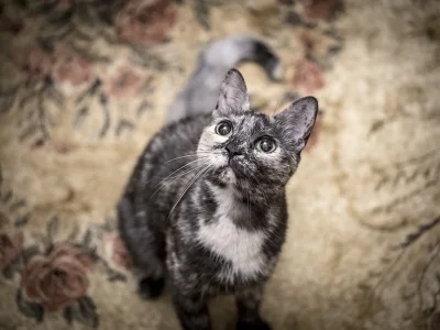 DragDay7 - #kot #koty #pokazkota Niby niewinny, ale wyciera dupę o dywan.