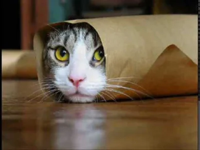 kiboq - A co jeśli koty dziwnie się zachowują tylko po to żeby #!$%@?ć sobie fejmu i ...