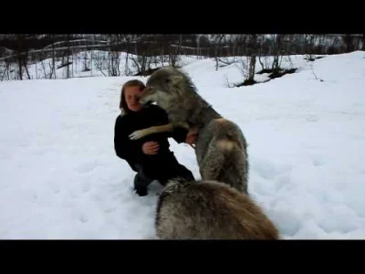 baronio - @RoastieRoast: lizanie przez wilki jamy ustnej to nie symbol sexu, lecz zau...