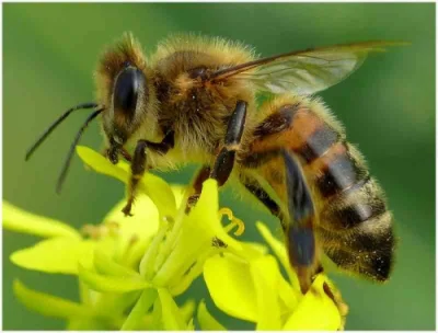 piwnica-tym-czym-dla-rysia-ulica - Plusujcie pszczołe, zrobiła więcej dla ludzkości n...