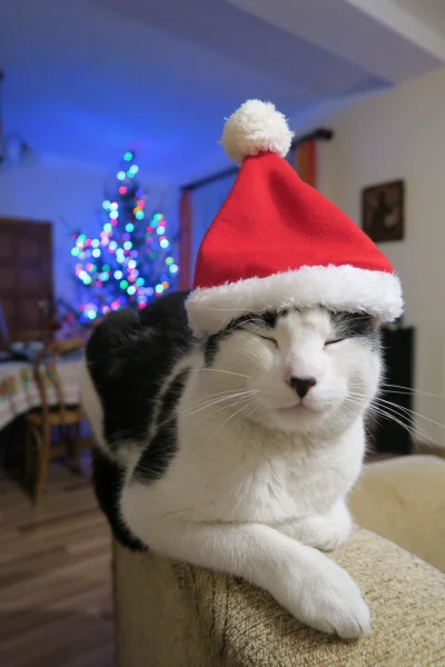 Johnny_M - #smiesznykotek życzy wszystkim wesołych świąt! (⌐ ͡■ ͜ʖ ͡■)
#swieta #koty...