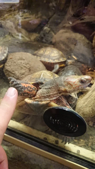 TheQuake - Piąteczka z ziomeczkiem zbita
#heheszki #smiesznypiesek