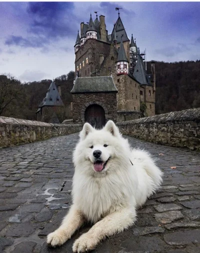 r.....y - #armiasamoyedow samoyed podróżuje, a wy co? nadal przed kompem?