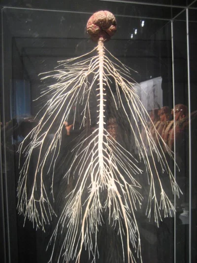 thrawn41 - Tak wyglada twój układ nerwowy (za FB/Wiedzoholik)

#sciencebitch #nauka...