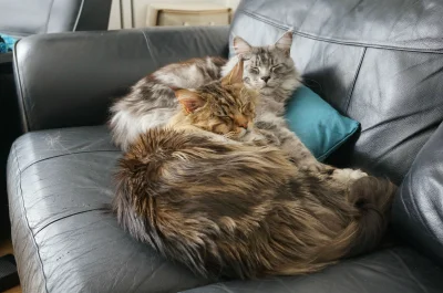 sepinroth - Śpiące kudłate potwory i połowy sofy nie ma... :) #kot #koty #mainecoon #...