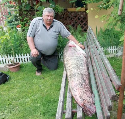 ponuraszafa - Ładny sumik, ale ja takiego wyłowiłem. 40 min holowałem.