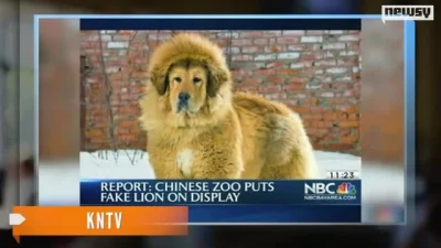 kuba70 - @Nordycki_Huskarl: W chińskim zoo nie takie przypadki już widywano ;)