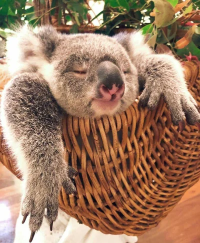 Najzajebistszy - Tak się bawi w majówkę każda prawdziwa koala. ʕ•ᴥ•ʔ

#koala #koalowa...