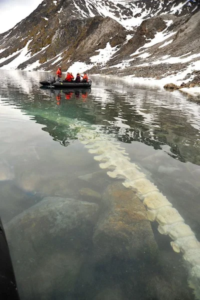 GraveDigger - Kręgosłup wieloryba w wodach Svalbard należących do Norwegii. Według op...