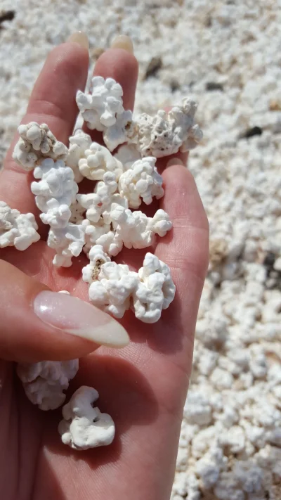 dzika-konieckropka - Popcorn Beach - plaża na wyspie Fuerteventura (Wyspy Kanarysjkie...