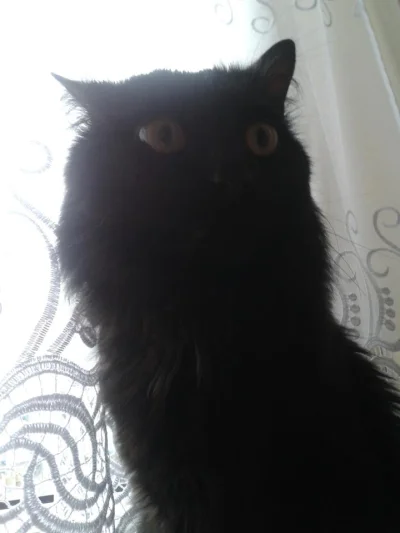 pypcio82 - A to mój kot Felek. Na zdjęciu wygląda jak Buka!:)