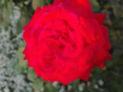 laaalaaa - Róża 61/100 z mojego ogrodu ( ͡° ͜ʖ ͡°)
Super jest wyjść rano i popatrzeć...