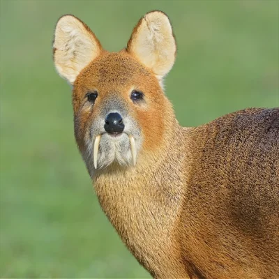 b.....y - #quokkanadzis wolam do quokki