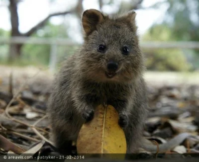 lukasson - Quokka - najszczęśliwsze zwierzę na świecie: http://www.areavis.com/m/humo...