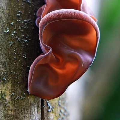 Mesk - @Mesk: Uszak bzowy (Auricularia auricula-judae ) – gatunek grzybów z rodziny u...