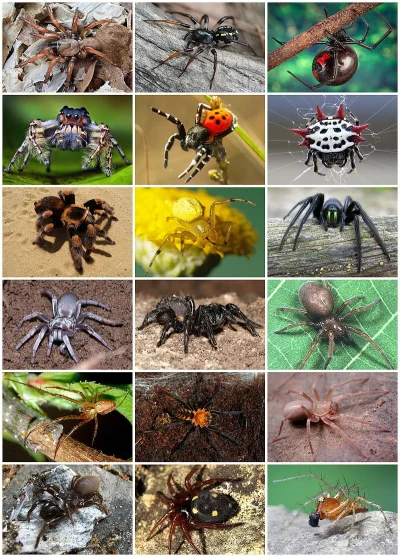 B.....p - Jaki jest powód tej głęboko zakorzenionej awersji do pająków u większości l...