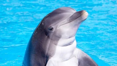 jedzbudynie - w udawaniu odgłosów delfina jest dobry