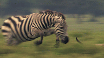 likk - he he he napie...dalator
#gif #zwierzaczki #zwierzeta #zebra