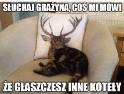kamisan - #heheszki #humorobrazkowy #koty #smiesznekotki #zwierzaczki