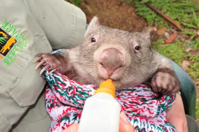 dondon - A tutaj video

#smiesznypiesek #zwierzaczki #Australia #wombat