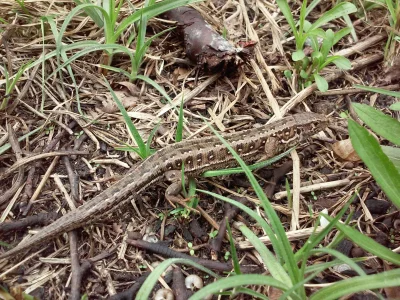 sowkauszatka - Wielkie bydle, jaszczurka żyworódka #przyroda #natura #jaszczurki