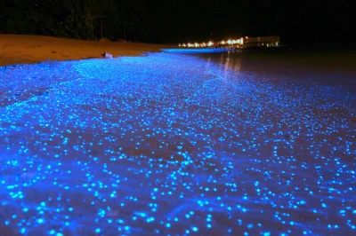 panidoktorodarszeniku - @Bosayerba: Te efekt bioluminescencji glonów z rodziny bruzdn...