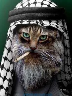 krolik1555 - @orzeszty: Tak się kończy, gdy koty z ISIS nie dostają zasiłków.Następni...