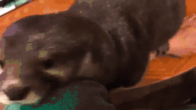 loopack - Gdzie so rozowe paski gdzie? #gif #zwierzaczki #zwierzeta