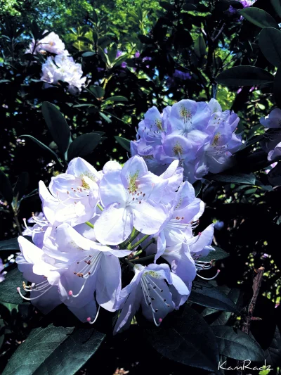KamRadz - Plusujcie te piękne kwiaczisze. #rozowepaski mogą brać po jednym.
#fotograf...