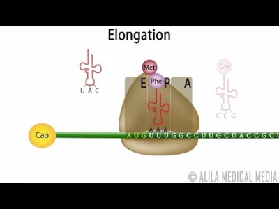 bioslawek - Translacja u eukariotów

https://pl.wikipedia.org/wiki/Translacja(genet...