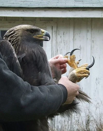 TytusBombaHD - To prawdopodobnie Orzeł Przedni (Golden Eagle), a tak wyglądają jego s...