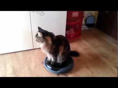 m.....1 - Śmieszny kot zdobywca wszechświata na robocie.

#koty #mainecoon