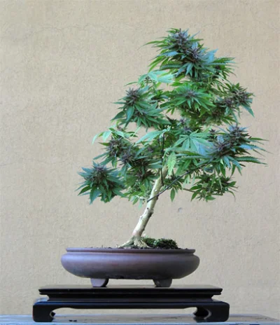 krytyk1205 - Cannabis Bonsai - wyjątkowa roślina. 

#bonsai #narkotykizawszespoko