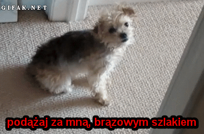 chomi - naspałam się, czas na śmieszki!

#gif #siemanko