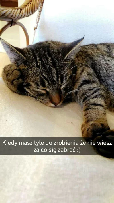 Bardias-Kukurydziak - @anenya: :3
Leniące się koty są super, mój snap z dzisiaj: