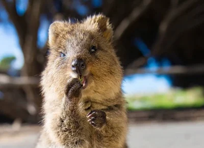 aloszkaniechbedzie - Piątek smakuje najlepiej ( ͡° ͜ʖ ͡°) 

#dziendobry #quokka #quok...